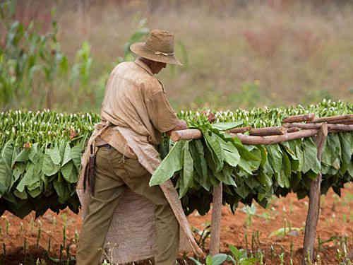 pinar del rio tobacco Pinar del Río and its Tobacco Route