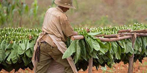 Pinar del Río and its Tobacco Route